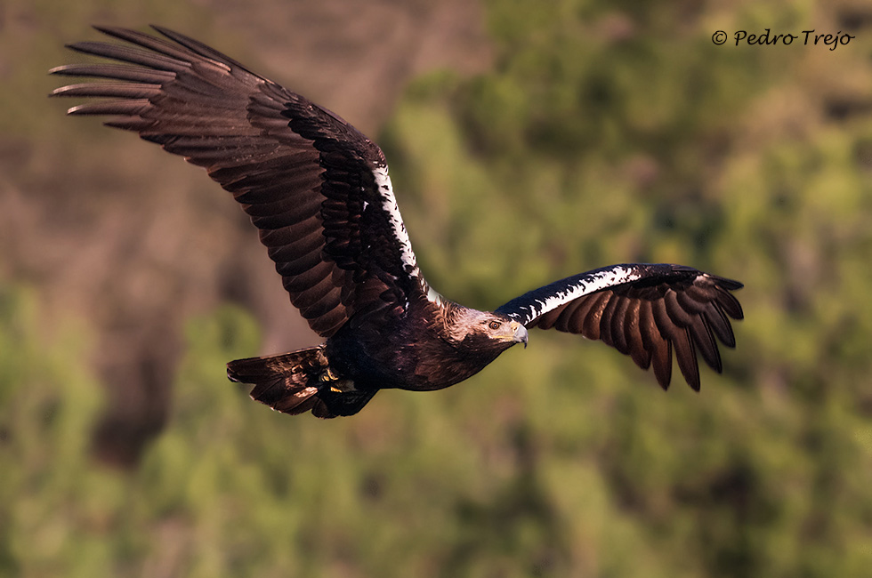 Águila imperial Ibérica (Aquila adalberti)